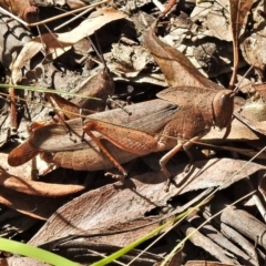 Goniaea australasiae at Paddys River, ACT - 10 Mar 2022 11:13 AM