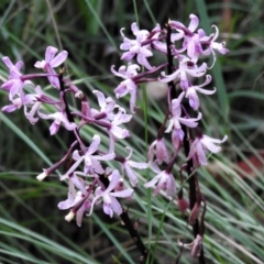 Dipodium roseum (Rosy Hyacinth Orchid) at Paddys River, ACT - 10 Mar 2022 by JohnBundock