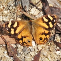 Heteronympha banksii (Banks' Brown) at Tidbinbilla Nature Reserve - 10 Mar 2022 by JohnBundock