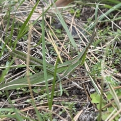 Acrida conica at Environa, NSW - 10 Mar 2022 10:09 AM