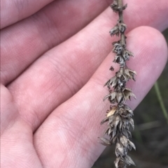 Cullen microcephalum (Dusky Scurf-pea) at O'Malley, ACT - 4 Mar 2022 by Tapirlord