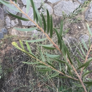 Acacia lanigera var. lanigera at O'Malley, ACT - 4 Mar 2022