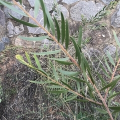 Acacia lanigera var. lanigera (TBC) at O'Malley, ACT - 4 Mar 2022 by Tapirlord