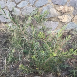 Acacia lanigera var. lanigera at O'Malley, ACT - 4 Mar 2022