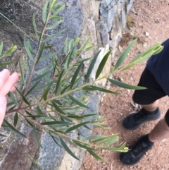 Acacia lanigera var. lanigera at O'Malley, ACT - 4 Mar 2022 06:20 PM