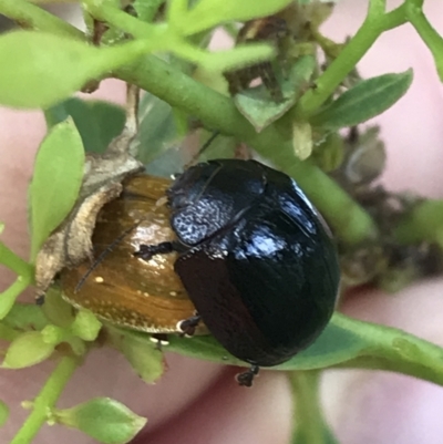 Paropsisterna cloelia (Eucalyptus variegated beetle) at Garran, ACT - 4 Mar 2022 by Tapirlord