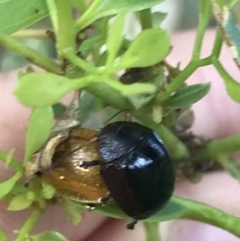 Paropsisterna cloelia at Garran, ACT - 4 Mar 2022