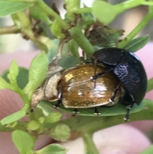 Paropsisterna cloelia at Garran, ACT - 4 Mar 2022