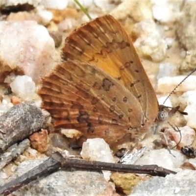 Paralucia aurifera (Bright Copper) at Paddys River, ACT - 10 Mar 2022 by JohnBundock