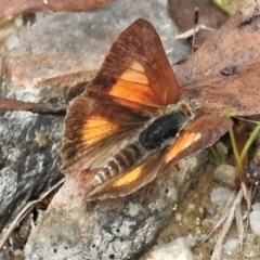 Paralucia aurifera at Paddys River, ACT - 10 Mar 2022