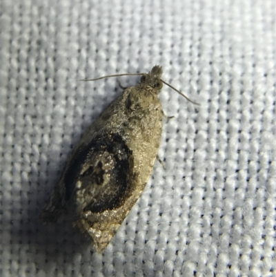 Acroceuthes metaxanthana (Dog-faced Bell Moth) at Red Hill to Yarralumla Creek - 4 Mar 2022 by Tapirlord