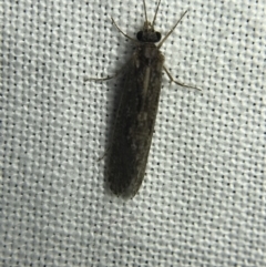 Trichoptera (order) (Unidentified Caddisfly) at Hughes Garran Woodland - 4 Mar 2022 by Tapirlord