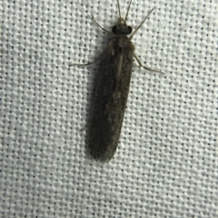 Trichoptera sp. (order) (Unidentified Caddisfly) at Hughes Garran Woodland - 4 Mar 2022 by Tapirlord