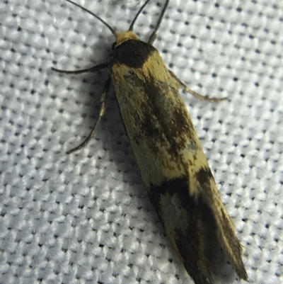 Isomoralla pyrrhoptera (A concealer moth) at Hughes Garran Woodland - 4 Mar 2022 by Tapirlord