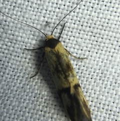 Isomoralla pyrrhoptera at Garran, ACT - 4 Mar 2022