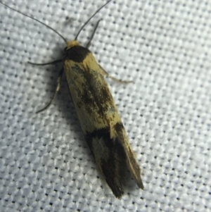 Isomoralla pyrrhoptera at Garran, ACT - 4 Mar 2022 08:28 PM