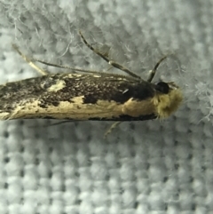 Monopis crocicapitella (Bird Nest Moth) at Garran, ACT - 4 Mar 2022 by Tapirlord