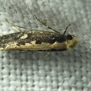 Monopis crocicapitella at Garran, ACT - 4 Mar 2022