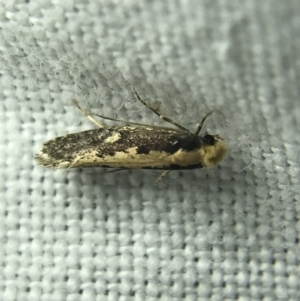 Monopis crocicapitella at Garran, ACT - 4 Mar 2022 08:40 PM