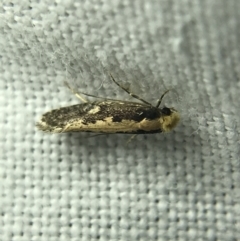 Monopis crocicapitella at Garran, ACT - 4 Mar 2022 08:40 PM