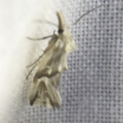 Heliocosma argyroleuca (A tortrix or leafroller moth) at Hughes Garran Woodland - 4 Mar 2022 by Tapirlord