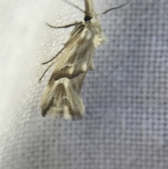 Heliocosma argyroleuca at Garran, ACT - 4 Mar 2022 08:41 PM