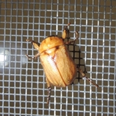 Cyclocephala signaticollis (Argentinian scarab) at Conder, ACT - 21 Dec 2021 by MichaelBedingfield