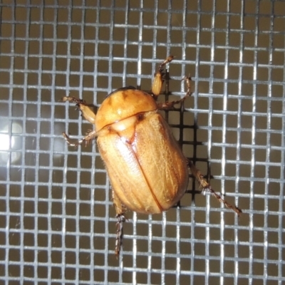 Cyclocephala signaticollis (Argentinian scarab) at Pollinator-friendly garden Conder - 21 Dec 2021 by michaelb