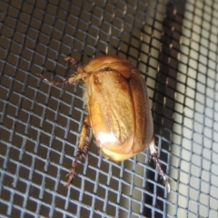 Cyclocephala signaticollis at Conder, ACT - 21 Dec 2021