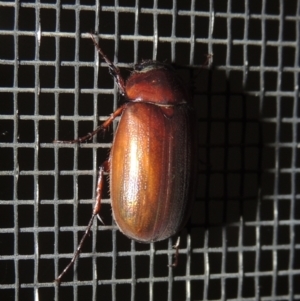 Melolonthinae (subfamily) at Conder, ACT - 21 Dec 2021 09:02 PM