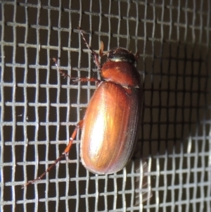 Sericesthis nigrolineata at Conder, ACT - 21 Dec 2021