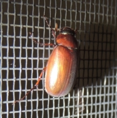 Sericesthis nigrolineata at Conder, ACT - 21 Dec 2021