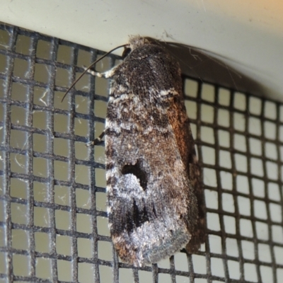 Thoracolopha verecunda (A Noctuid moth (Acronictinae)) at Pollinator-friendly garden Conder - 21 Dec 2021 by michaelb