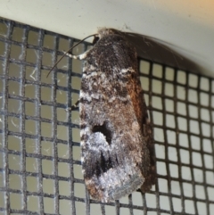 Thoracolopha verecunda (A Noctuid moth (group)) at Pollinator-friendly garden Conder1 - 21 Dec 2021 by michaelb