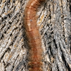 Lasiocampidae (family) IMMATURE (ALappet or Snout Moth (Lasiocampidae) at Googong, NSW - 10 Mar 2022 by WHall