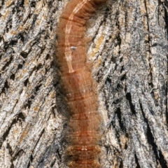 Lasiocampidae (family) immature (Lappet & Snout Moths) at QPRC LGA - 10 Mar 2022 by WHall