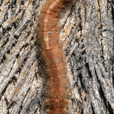 Lasiocampidae (family) immature (Lappet & Snout Moths) at Googong, NSW - 10 Mar 2022 by WHall