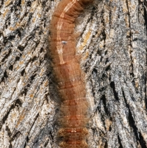 Lasiocampidae (family) immature at Googong, NSW - 10 Mar 2022