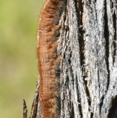 Lasiocampidae (family) immature at Googong, NSW - 10 Mar 2022 01:32 PM