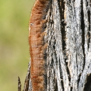 Lasiocampidae (family) immature at Googong, NSW - 10 Mar 2022