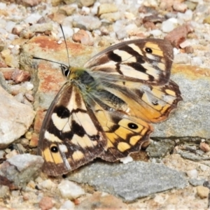 Heteronympha penelope at Paddys River, ACT - 10 Mar 2022