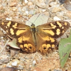 Heteronympha banksii (Banks' Brown) at Paddys River, ACT - 10 Mar 2022 by JohnBundock