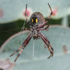 Salsa fuliginata (Sooty Orb-weaver) at QPRC LGA - 10 Mar 2022 by WHall