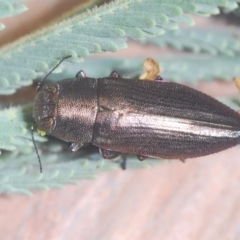 Melobasis sordida (A Melobasis jewel beetle) at The Pinnacle - 9 Mar 2022 by Harrisi