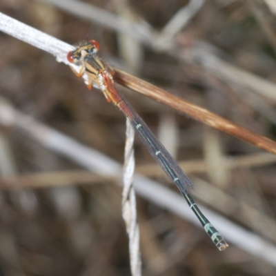 Xanthagrion erythroneurum (Red & Blue Damsel) at The Pinnacle - 9 Mar 2022 by Harrisi