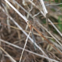 Xanthagrion erythroneurum at Weetangera, ACT - 9 Mar 2022