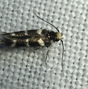 Limnaecia (genus) at Garran, ACT - 4 Mar 2022