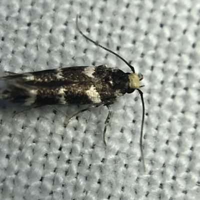 Limnaecia (genus) (A Gelechioid moth) at Red Hill to Yarralumla Creek - 4 Mar 2022 by Tapirlord