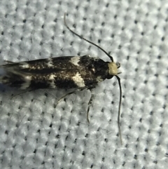 Limnaecia (genus) (A Gelechioid moth) at Hughes Garran Woodland - 4 Mar 2022 by Tapirlord