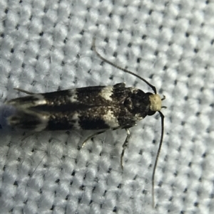 Limnaecia (genus) at Garran, ACT - 4 Mar 2022